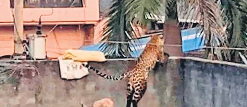 आंगन में खेल रहे से मासूम को मां के सामने ही उठा ले गया गुलदार, इलाके में दहशत का माहौल