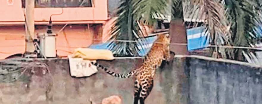 आंगन में खेल रहे से मासूम को मां के सामने ही उठा ले गया गुलदार, इलाके में दहशत का माहौल