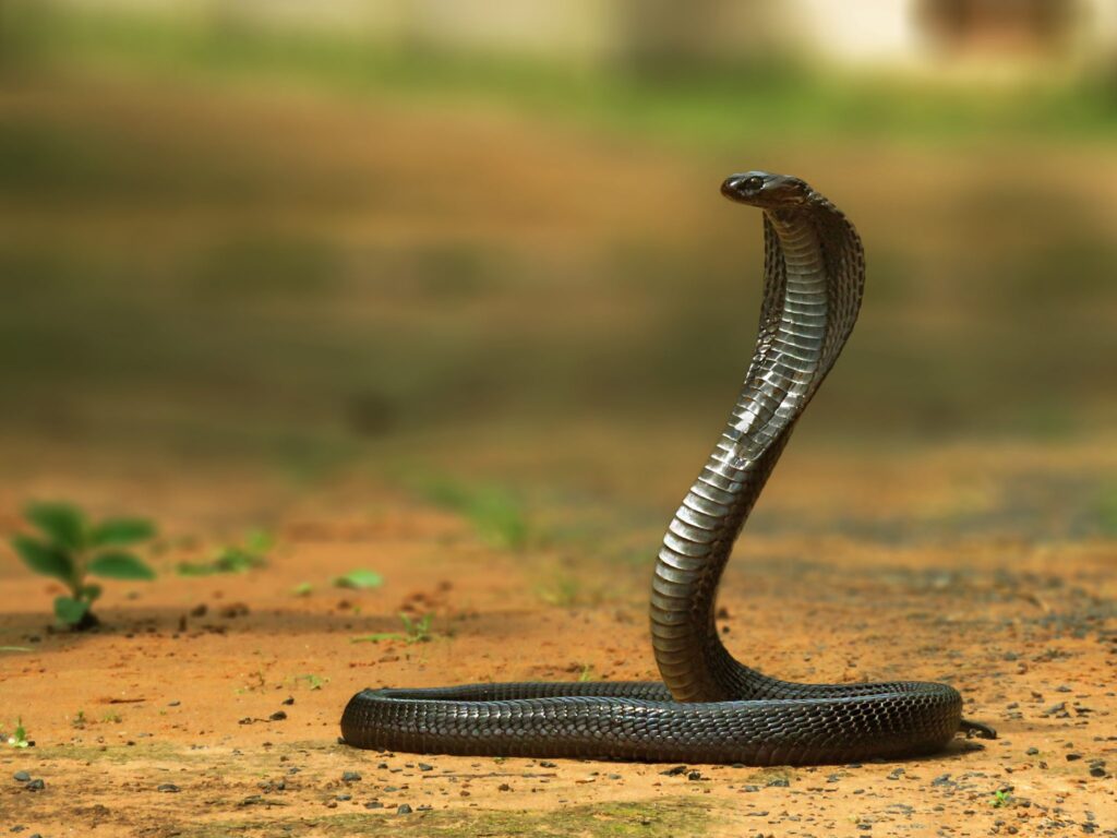 सांप के डसने से भाई-बहन की मौत