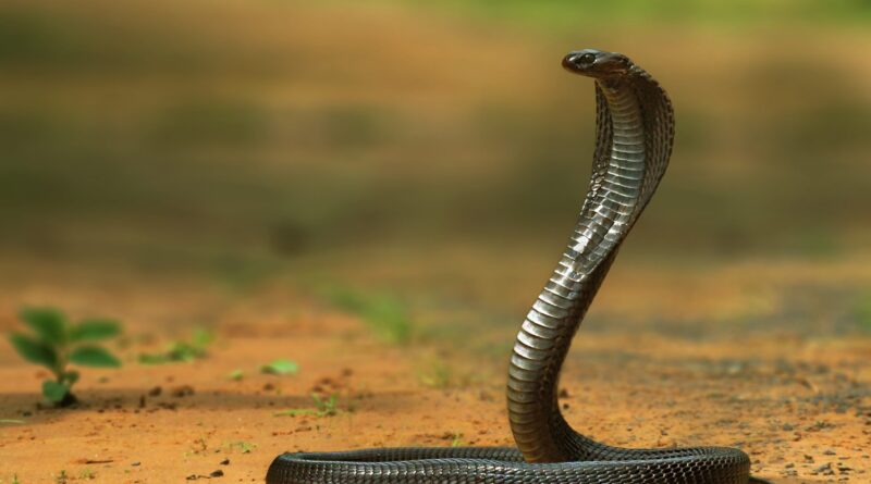 रेस्क्यू करने गये युवक को जहरीले सांप  ने डसा,मौत