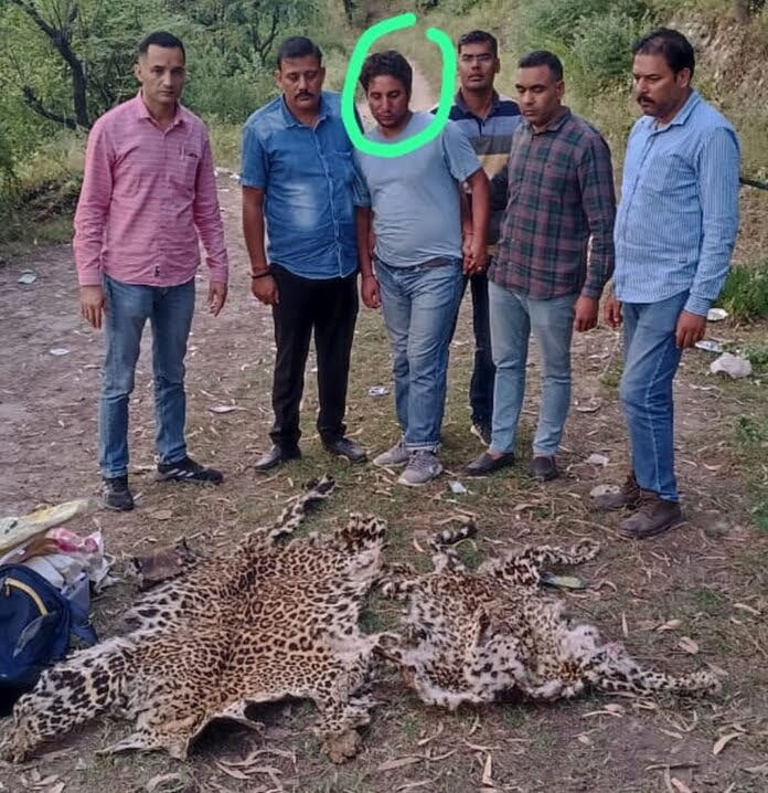 एसटीएफ ने गुलदार की दो खालों समेत वन्य जीव तस्कर को किया गिरफ्तार