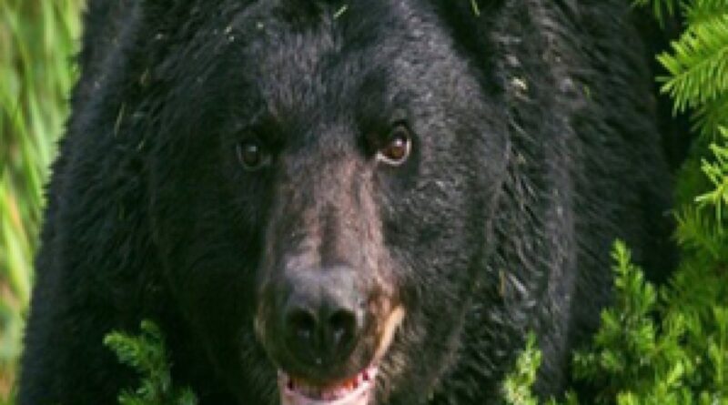 भालू और गुलदार की दहशत में जी रहे हैं गढ़वाल जनपद के कई गांवों के लोग