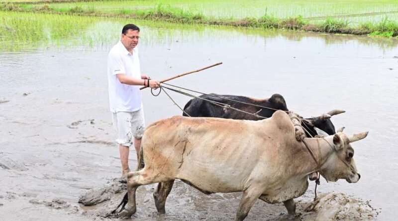 सीएम धामी ने की धान की रोपाई