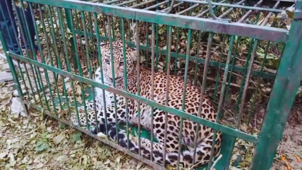 वन विभाग को मिली सफलता, टीम ने किया गुलदार को पिंजरे में कैद