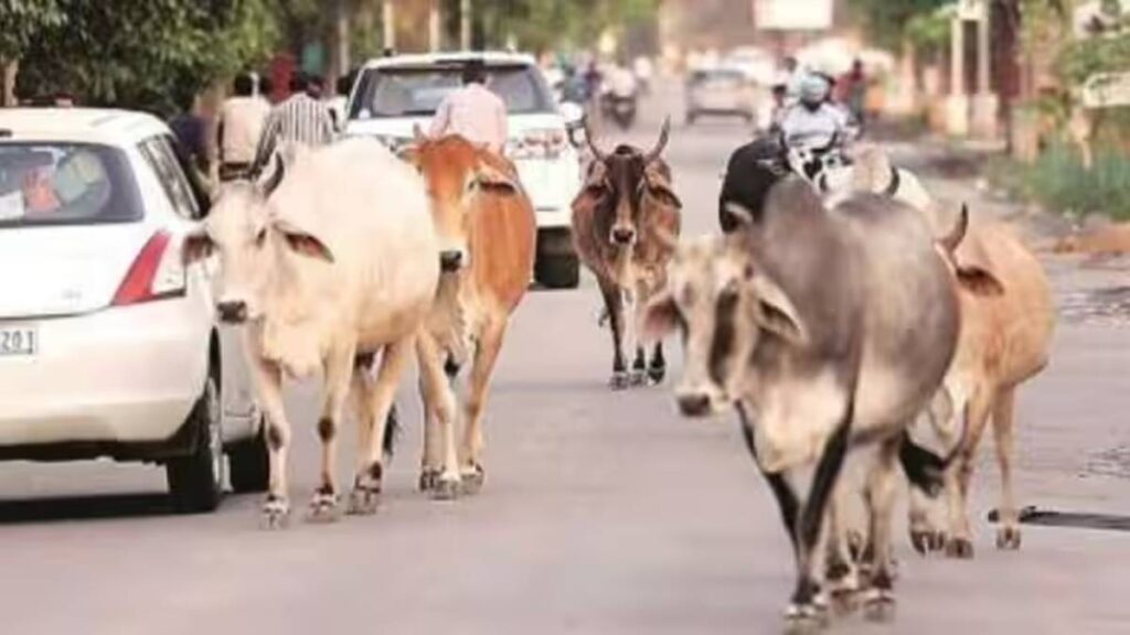 शहरवासियों के लिए परेशानी का सबब बने हैं सड़कों पर घूमने वाले आवारा गौवंश
