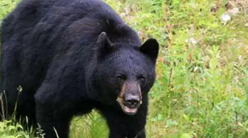 रुद्रप्रयाग जिले के कई गांवों में भालू के आतंक से त्रस्त हैं लोग, रतजगा कर रहे ग्रामीण