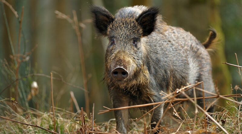 यहां के गांवों में किसानों की फसलें चौपट कर रहे जंगली सूअर