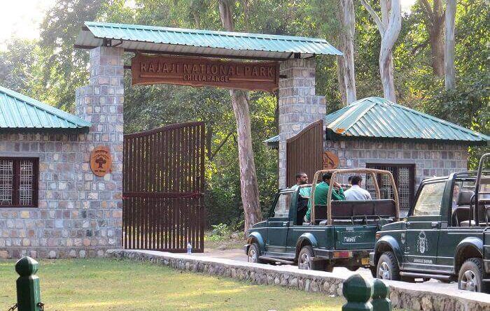 राजाजी टाइगर रिजर्व पार्क में 15 नवंबर से शुरू होगी जंगल सफारी, पंजीकरण के लिए 25 तक करें आवेदन 