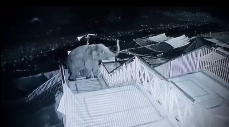 40 सीढ़ियां चढ़कर गर्जिया मंदिर परिसर में घुसे हाथी ने जमकर मचाया उत्पात
