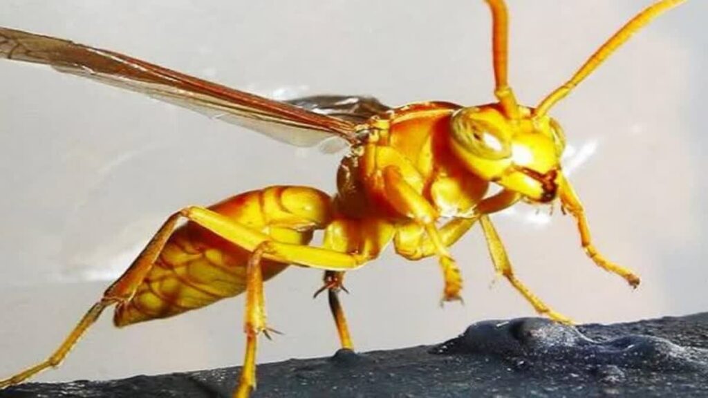 स्कूल जा रहे छात्रों पर ततैयों ने किया हमला,छात्रा की हालत गंभीर
