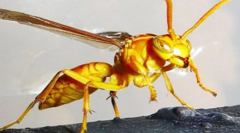 स्कूल जा रहे छात्रों पर ततैयों ने किया हमला,छात्रा की हालत गंभीर