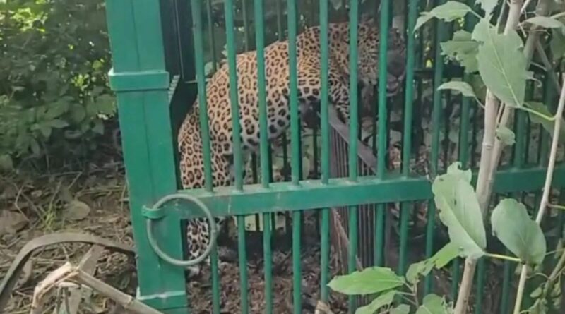 शनिवार सुबह पिंजरे में कैद हुआ गुलदार,ग्रामीणों ने ली राहत की सांस