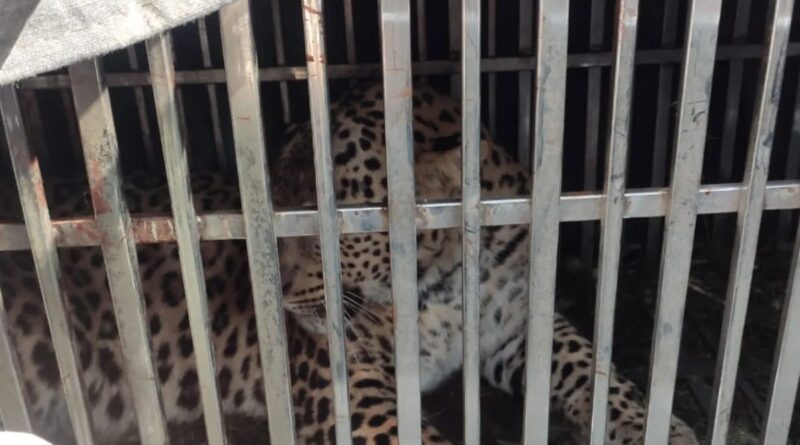 पिंजरे में कैद हुआ दहशत का पर्याय बना गुलदार , ग्रामीणों ने ली राहत की सांस