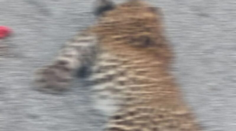 हाईवे पर वाहन की चपेट में आने से गुलदार के शावक की मौत