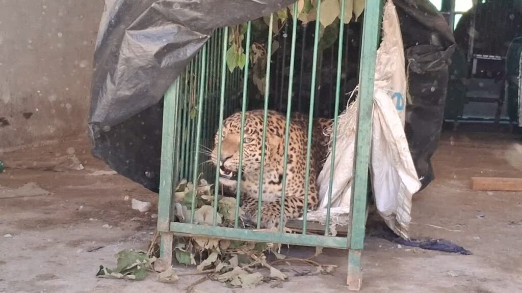 खौफ बरकरारः पिंजरे में कैद हुआ चार साल का गुलदार