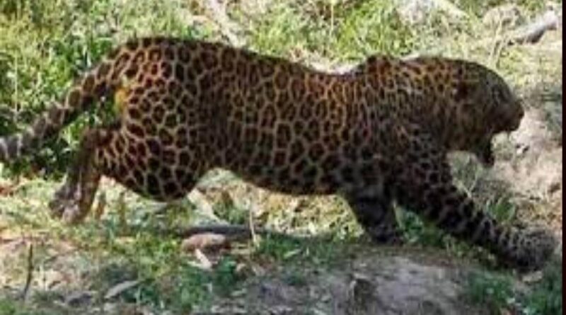 गढवाल में सक्रिय गुलदार नरभक्षी घोषित, वन विभाग की ओर से मारने के आदेश जारी