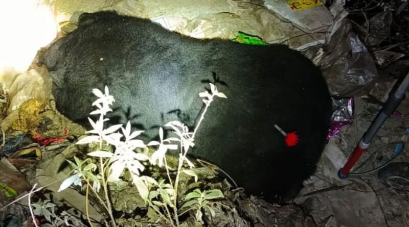 दहशत में जी रहे ग्रामीणों ने ली राहत की सांस; मादा भालू हुई पिंजरे में कैद, देहरादून से आई टीम ने किया ट्रेंकुलाइज