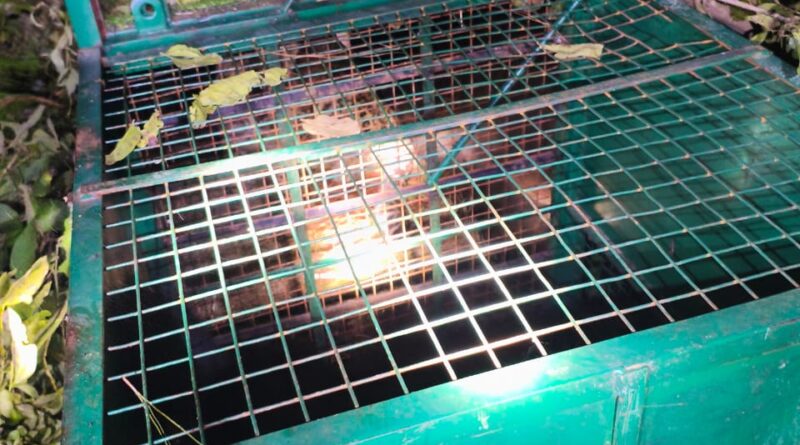 क्षेत्रवासियों ने ली राहत की सांस; वन विभाग की टीम ने किया गुलदार का रेस्क्यू