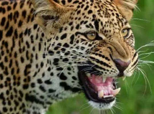 गढ़वाल के इस गुलदार प्रभावित गांव में लगाए गए 12 कैमरा ट्रैप व दो पिंजरे