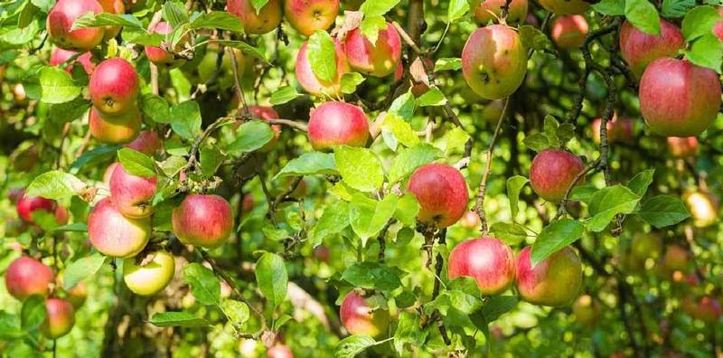 लंबे समय से पहाड़ों में नहीं हुई बारिश और बर्फबारी, सेब उत्पादक बागवानों में निराशा व्याप्त