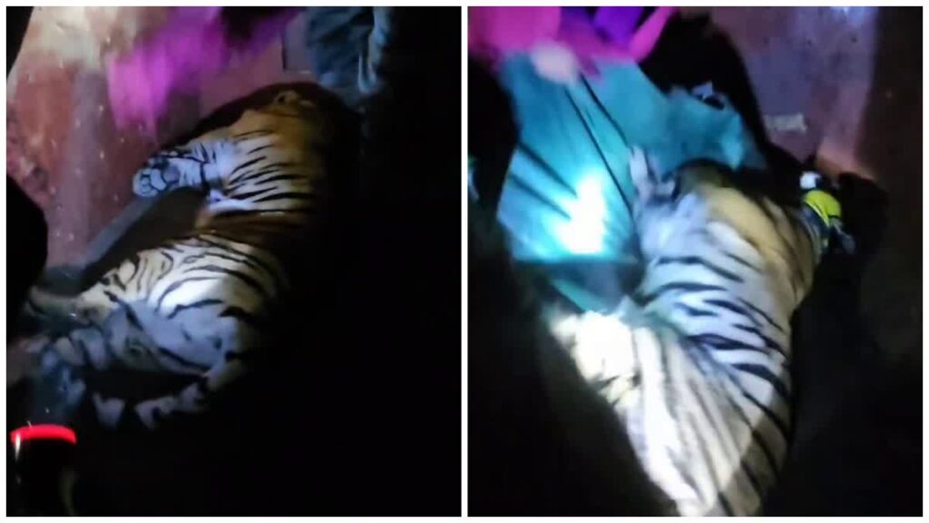 घर लौट रहे मजदूर को निवाला बनाने वाले बाघ को महज 3 घंटे में किया गया ट्रेंकुलाइज