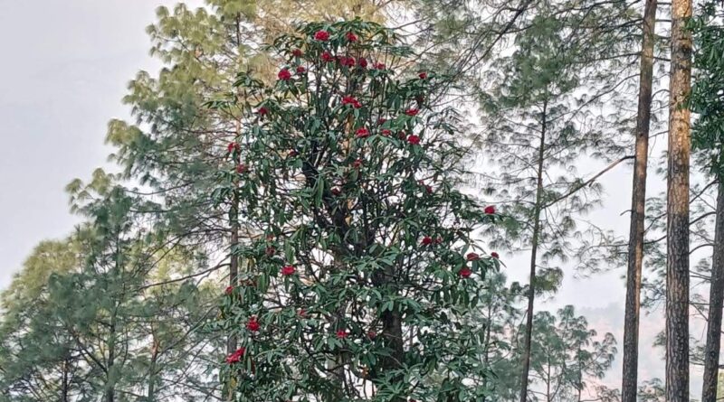 जनवरी में ही खिल गया बुरांश; मध्य हिमालय में पर्यावरणीय संकट का संकेत