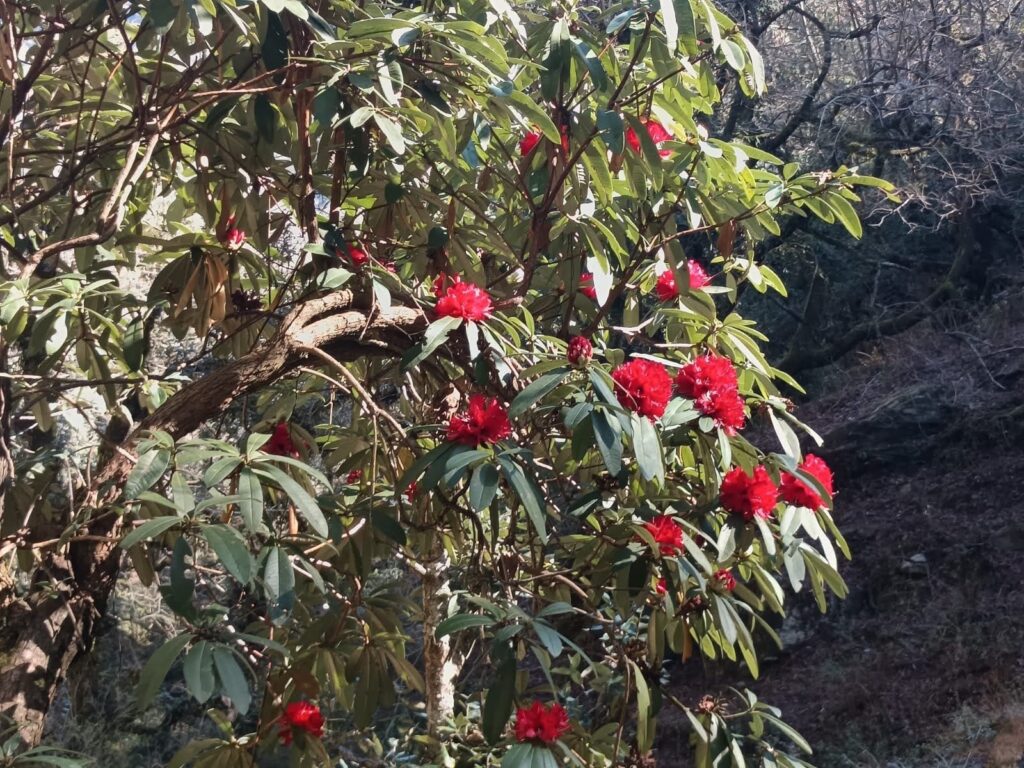 समय से पहले खिल गया बुरांश, जलवायु परिवर्तन की गंभीर चेतावनी, भविष्य में संकट गहराने के आसार