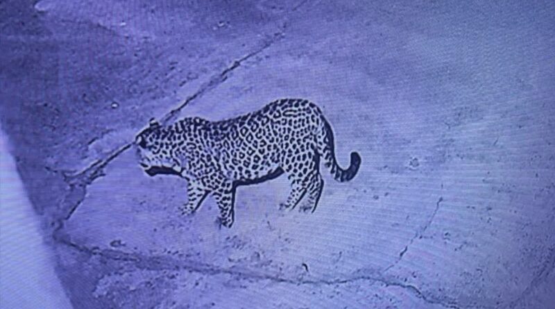 देर रात ग्रामीण के घर में घुसा गुलदार,शोर मचाकर घरवालों ने बचाई जान