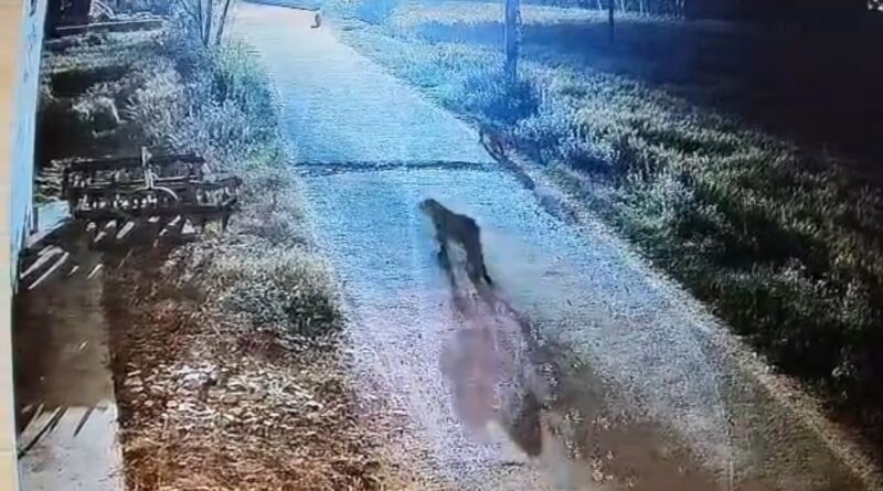 सीसीटीवी कैमरे में कैद हुए एक साथ तीन गुलदार,पूरे गांव में दहशत