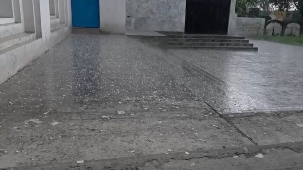 बेमौसमी बारिश और ओलावृष्टि से गेहंू की फसल को भारी नुकसान पहंुचने की आशंका