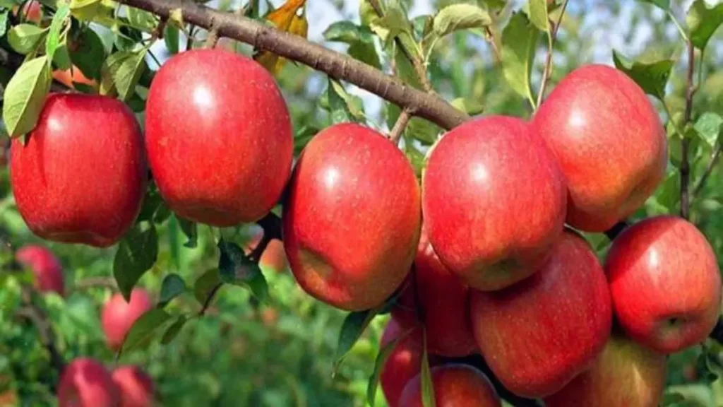 सेब की अच्छी पैदावार होने के बावजूद कोल्ड स्टोरेज की कमी से बागवान बेहाल