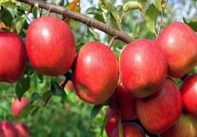 सेब की अच्छी पैदावार होने के बावजूद कोल्ड स्टोरेज की कमी से बागवान बेहाल