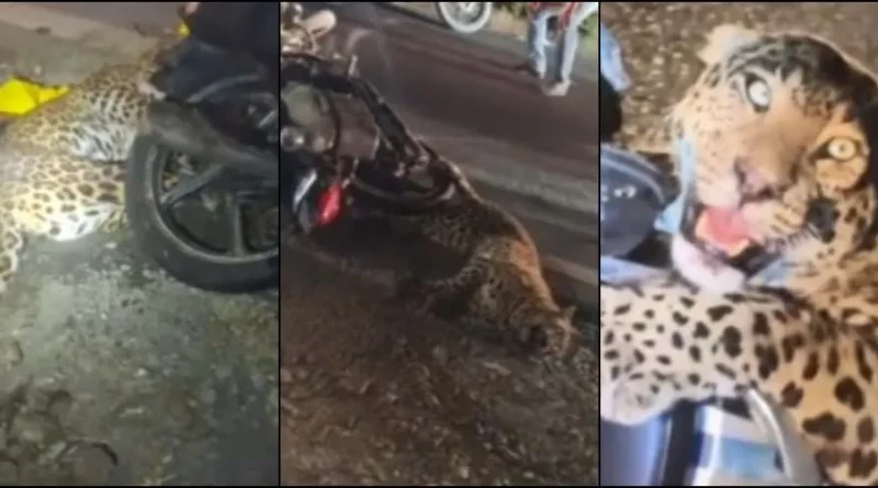 भीमताल में खौफनाक हादसा: बाइक से टकराया गुलदार, मचा हड़कंप