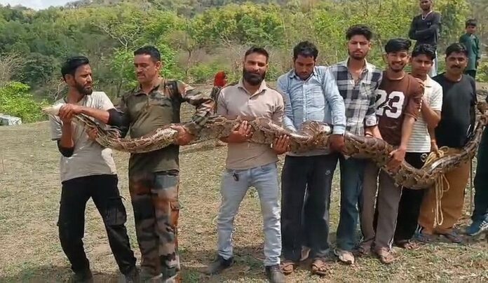 गुर्जर बस्ती में मिला विशालकाय अजगर,मचा हड़कंप