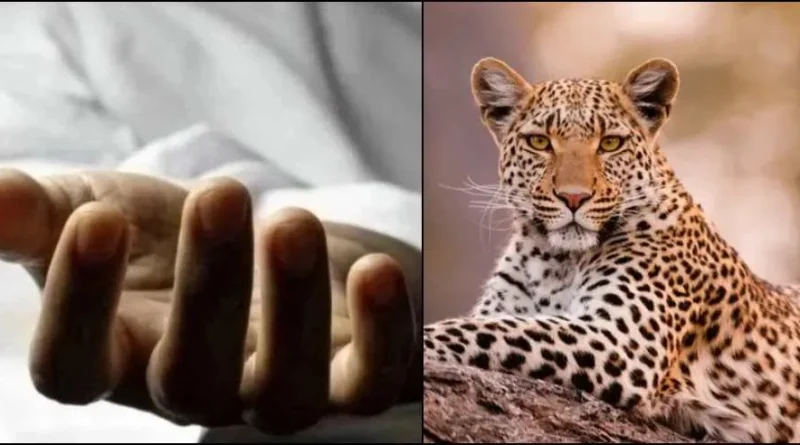 पौड़ी गढ़वाल में गुलदारों का हमला: बुजुर्ग महिला की मौत, ग्रामीणों में आक्रोश