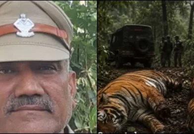 हरिद्वार में दो बाघों की मौत पर बड़ा एक्शन, रेंजर सस्पेंड