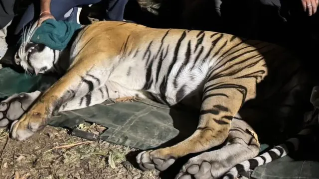 अल्मोड़ा के सल्ट में आतंक फैलाने वाला हिंसक बाघ पकड़ा, ग्रामीणों को मिली राहत; पांच दिन बाद खुलेंगे स्कूल